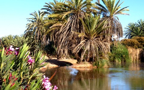 l'Oasis de Tighmert